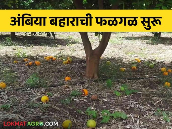This year, the fruiting of Ambia Bahar of Mosambi starts at the beginning of July | यंदा जुलैच्या सुरुवातीलाच मोसंबीच्या अंबिया बहाराची फळगळ सुरू This year, the fruiting of Ambia Bahar of Mosambi starts at the beginning of July | यंदा जुलैच्या सुरुवातीलाच मोसंबीच्या अंबिया बहाराची फळगळ सुरू