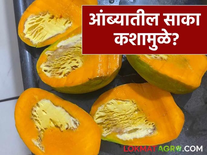 Mango spongy tissue and fruit rot can cause fruit spoilage; how to remedy this? | आंब्यातील साका आणि फळकुज यामुळे फळे खराब होण्याची शक्यता; कसे कराल उपाय?