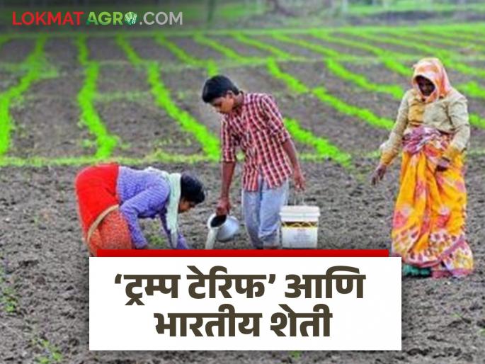 Latest news Agriculture News Indian agriculture and farmers at risk if import duties are abolished or reduced, read in detail | Agriculture News : ...तर शेतमालाची निर्यात स्वस्त व आयात महाग हाेईल, वाचा सविस्तर  Latest news Agriculture News Indian agriculture and farmers at risk if import duties are abolished or reduced, read in detail | Agriculture News : ...तर शेतमालाची निर्यात स्वस्त व आयात महाग हाेईल, वाचा सविस्तर
