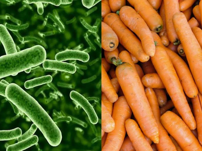 e coli bacteria outbreak in us An atmosphere of fear in America due to carrots recalled from all stores | गाजरांमुळे अमेरिकेत भीतीचं वातावरण! सर्व स्टोअरवरून परत मागवले; जाणून घ्या संपूर्ण प्रकरण e coli bacteria outbreak in us An atmosphere of fear in America due to carrots recalled from all stores | गाजरांमुळे अमेरिकेत भीतीचं वातावरण! सर्व स्टोअरवरून परत मागवले; जाणून घ्या संपूर्ण प्रकरण