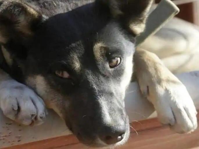 Dog in Georgia tests positive for virus that causes Covid-19 | धक्कादायक; जॉर्जियात कुत्र्याला झाला कोरोना Dog in Georgia tests positive for virus that causes Covid-19 | धक्कादायक; जॉर्जियात कुत्र्याला झाला कोरोना