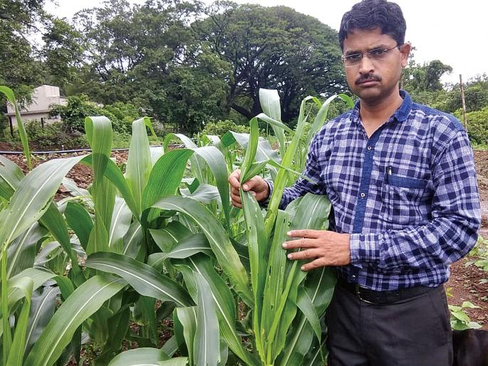 American military alligator | अमेरिकन लष्करी अळीचा शिरकाव American military alligator | अमेरिकन लष्करी अळीचा शिरकाव