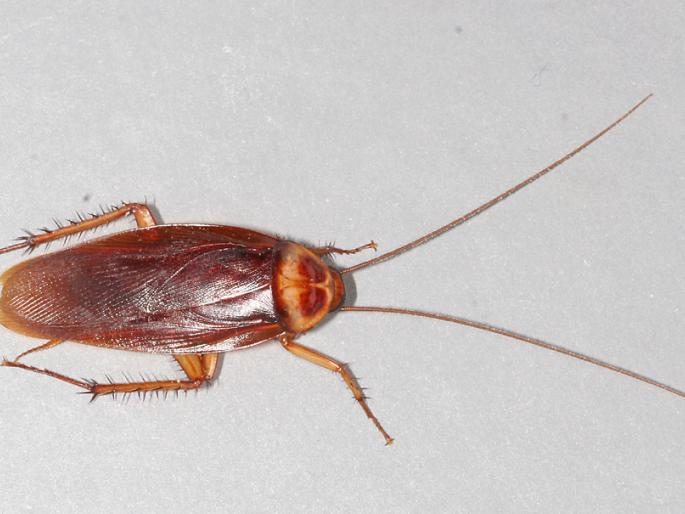cockroaches go back- science experiment. | झुरळांनो चले जाव...