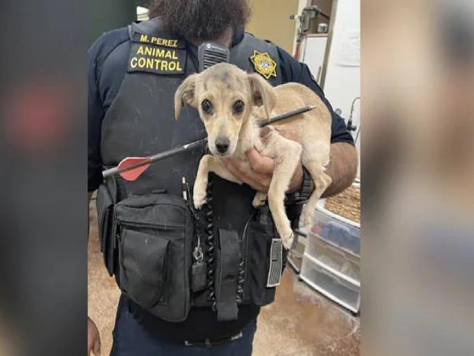 Animal Cruelty: 4-month-old puppy attacked, arrows pierced through body | Animal Cruelty: 4 महीन्यांच्या पिलावर हल्ला, शरीराच्या आरपार गेला बाण; लोकांमध्ये संताप...