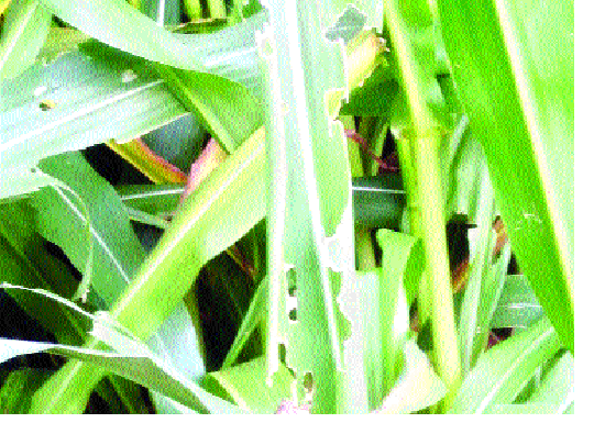 Factors That Should False American Lane: Pest Problems | शेतकऱ्यांना भेडसावतेय अमेरिकन आळी : किडीमुळे चारा टंचाई निर्माण होणाची शक्यता