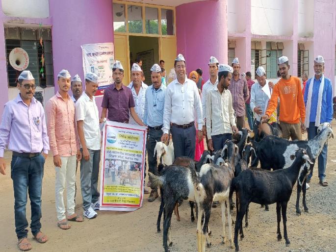 Protest against school closure decision of having less than 20 students: Aam Aadmi Party's agitation against administration | अन् त्यांनी चक्क तहसील कार्यालयात चराईसाठी सोडल्या बकऱ्या Protest against school closure decision of having less than 20 students: Aam Aadmi Party's agitation against administration | अन् त्यांनी चक्क तहसील कार्यालयात चराईसाठी सोडल्या बकऱ्या