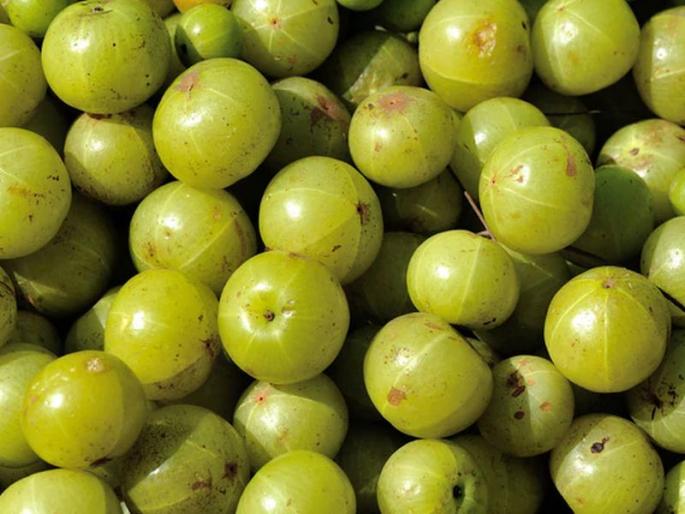 Due to the drought, 70 percent of the growers are affected | दुष्काळामुळे आवळा उत्पादकांना ७० टक्के फटका Due to the drought, 70 percent of the growers are affected | दुष्काळामुळे आवळा उत्पादकांना ७० टक्के फटका