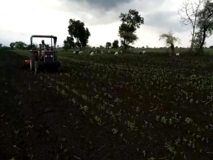 Rotated tractor on 2 acres of beans | ३० एकरांतील सोयाबीनवर फिरविला ट्रॅक्टर Rotated tractor on 2 acres of beans | ३० एकरांतील सोयाबीनवर फिरविला ट्रॅक्टर