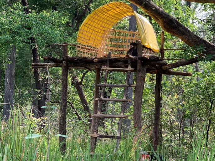 Amravati: Bear's hide under the scaffolding...then fell asleep! | Amravati: मचाणीखाली अस्वलीचा ठिय्या...मग झोपच पळाली! Amravati: Bear's hide under the scaffolding...then fell asleep! | Amravati: मचाणीखाली अस्वलीचा ठिय्या...मग झोपच पळाली!