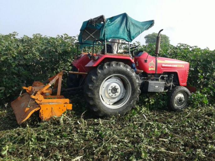 Rotary farmer rotated on a vertical crossing due to the bottleneck | बोंडअळीमुळे त्रस्त  शेतक-याने उभ्या कपाशीवर फिरविला रोटाव्हेटर  Rotary farmer rotated on a vertical crossing due to the bottleneck | बोंडअळीमुळे त्रस्त  शेतक-याने उभ्या कपाशीवर फिरविला रोटाव्हेटर