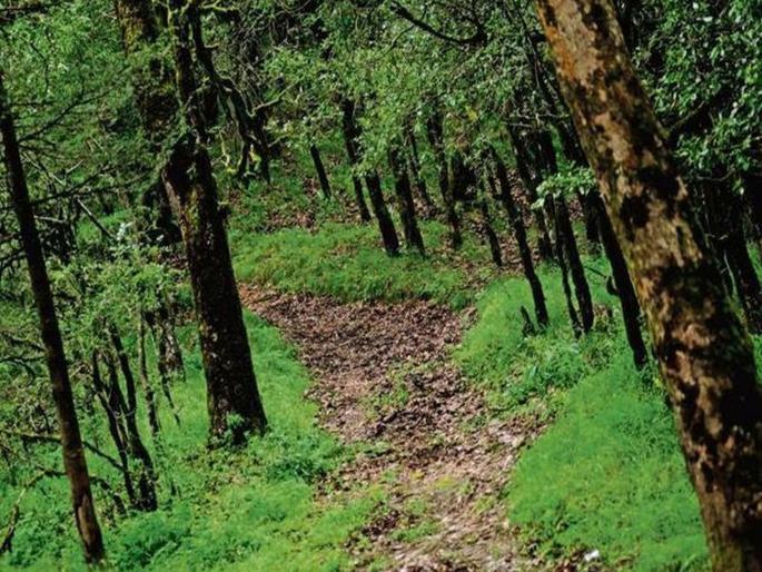 When will Divisional Forest Officers get 'IFS' status Government neglect for two years | विभागीय वनअधिकाऱ्यांना ‘आयएफएस’ दर्जा केव्हा? दोन वर्षांपासून सरकारचे दुर्लक्ष When will Divisional Forest Officers get 'IFS' status Government neglect for two years | विभागीय वनअधिकाऱ्यांना ‘आयएफएस’ दर्जा केव्हा? दोन वर्षांपासून सरकारचे दुर्लक्ष