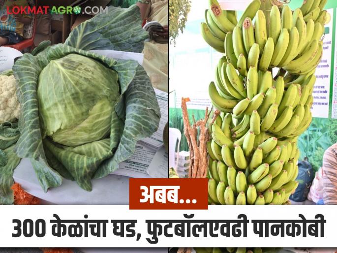 Agriculture News: Have you ever seen a bunch of 300 bananas, a cabbage the size of a football? Read in detail | Agriculture News: ३०० केळांचा घड, फुटबॉलएवढी पानकोबी तुम्ही कधी पाहिली का? वाचा सविस्तर Agriculture News: Have you ever seen a bunch of 300 bananas, a cabbage the size of a football? Read in detail | Agriculture News: ३०० केळांचा घड, फुटबॉलएवढी पानकोबी तुम्ही कधी पाहिली का? वाचा सविस्तर