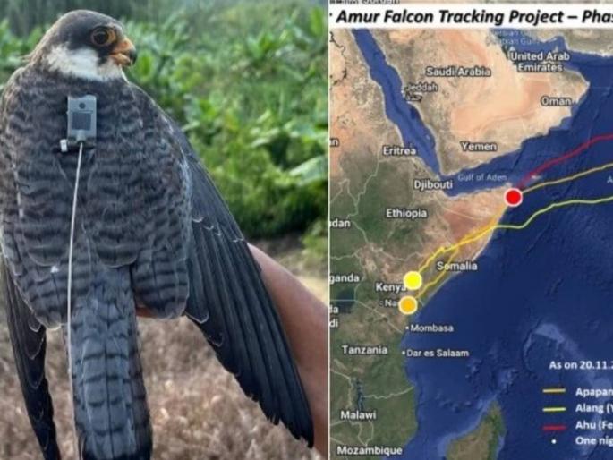 No stop, no rest The eagle's 6100 kilometer journey is astonishing; it reached Africa from Asia in 6 days | ना थांबा, ना विश्रांती… गरुडाचा ६१०० किलोमीटर प्रवास थक्क करणारा; आशियातून आफ्रिकेत ६ दिवसांत पोहोचला