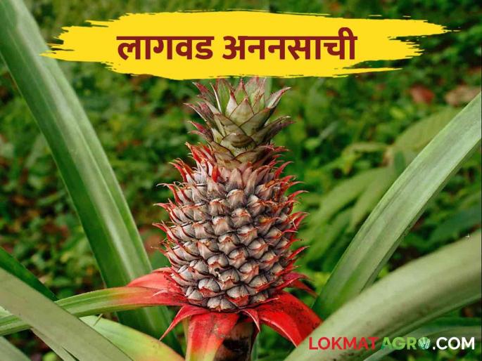 Pineapple Cultivation: How is pineapple cultivated? | Pineapple Cultivation: अननसाची लागवड कशी केली जाते? Pineapple Cultivation: How is pineapple cultivated? | Pineapple Cultivation: अननसाची लागवड कशी केली जाते?