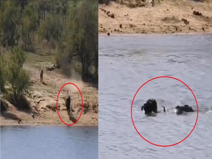 First lion attack on buffalo in jungle then crocodile also attack in river | Viral Video: सिंहाच्या तावडीतून वाचली अन् मगरीच्या जबड्यात अडकली, पाहा म्हशीच्या शिकारीचा थरार First lion attack on buffalo in jungle then crocodile also attack in river | Viral Video: सिंहाच्या तावडीतून वाचली अन् मगरीच्या जबड्यात अडकली, पाहा म्हशीच्या शिकारीचा थरार