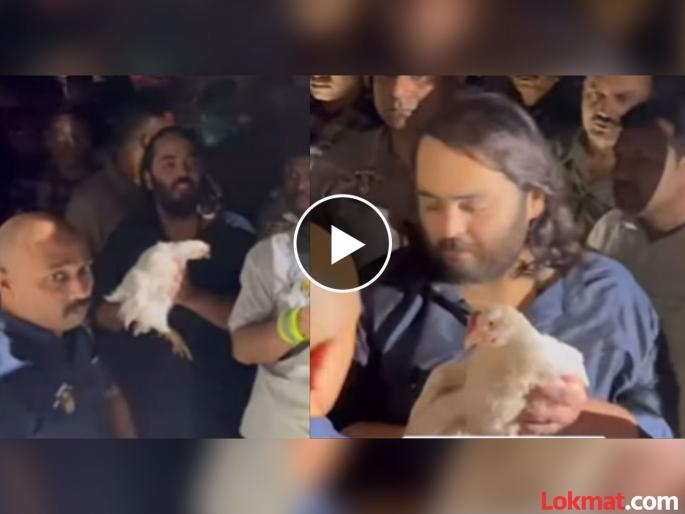 Why did Anant Ambani buy 250 chickens at double the price?; Know the reason | दुप्पट किंमत देऊन अनंत अंबानींनी २५० कोंबड्या का विकत घेतल्या?; जाणून घ्या कारण Why did Anant Ambani buy 250 chickens at double the price?; Know the reason | दुप्पट किंमत देऊन अनंत अंबानींनी २५० कोंबड्या का विकत घेतल्या?; जाणून घ्या कारण