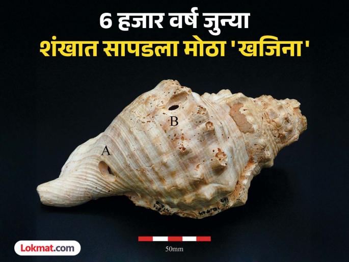 Ancient Shells Found in Spain: Shells found in Spain could be among oldest known musical instruments | अजबच! 6 हजार वर्ष जुन्या शंखात सापडला मोठा 'खजिना', वैज्ञानिकही झालेत हैराण