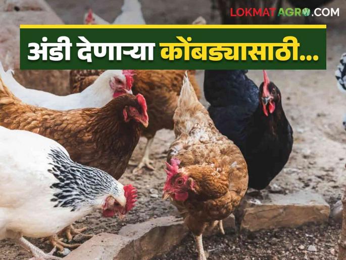 Latest News Beak trimming and vaccination program for laying hens, read more  | Poultry Feed Management : अंडी देणाऱ्या कोंबड्यांसाठी चोची कापणे व लस टोचणी कार्यक्रम, वाचा सविस्तर  Latest News Beak trimming and vaccination program for laying hens, read more  | Poultry Feed Management : अंडी देणाऱ्या कोंबड्यांसाठी चोची कापणे व लस टोचणी कार्यक्रम, वाचा सविस्तर