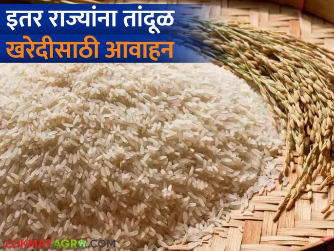 Latest News Sale of rice by food corporation, appeal to other states to buy, read in detail | Rice Market : इतर राज्यांना तांदूळ खरेदीसाठी आवाहन का केलं जातंय? जाणून घ्या सविस्तर Latest News Sale of rice by food corporation, appeal to other states to buy, read in detail | Rice Market : इतर राज्यांना तांदूळ खरेदीसाठी आवाहन का केलं जातंय? जाणून घ्या सविस्तर