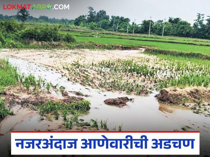 Season is in danger, crops are in water but anewari is still more than 50 paise; will we get help? | पिकं पाण्यात, हंगाम धोक्यात तरीही आणेवारी ५० पैशापेक्षा जास्त; आम्हाला मदत मिळणार का?