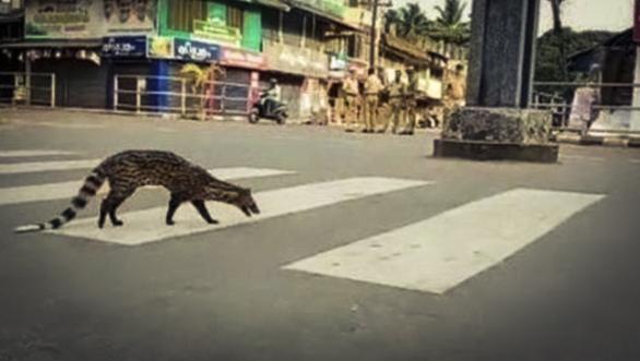 humans-locked-indoors-animals-take-over-the-roads- coronavirus lockdown | जगभरात माणसं पिंजऱ्यात, प्राणी रस्त्यांवर!