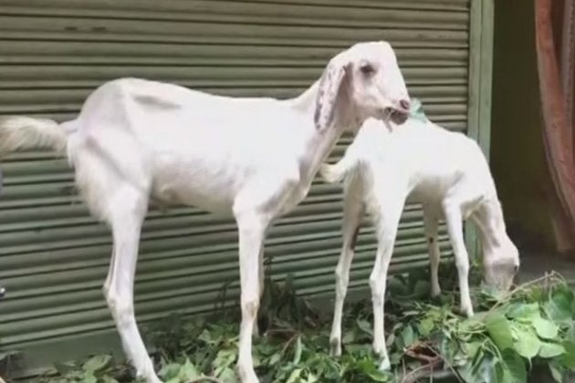 The lockdown reduced the number of victims | लॉकडाऊनमुळे कुर्बानीची संख्या घटली