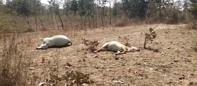 35 animals die of various diseases at Zari in Yavatmal district | यवतमाळ जिल्ह्यातील झरी येथे विविध आजाराने ३५  जनावरांचा मृत्यू
