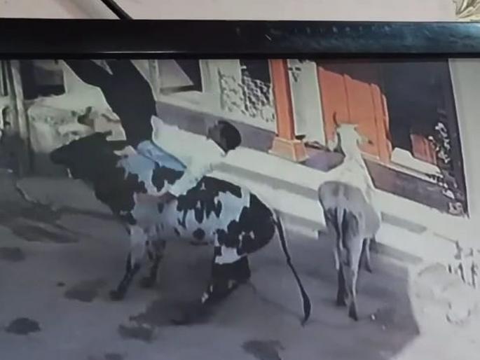 Old man seriously injured in attack by wild animals in Taloda city | तळोदा शहरातील मोकाट जनावरांच्या हल्ल्यात वृध्द गंभीर जखमी  Old man seriously injured in attack by wild animals in Taloda city | तळोदा शहरातील मोकाट जनावरांच्या हल्ल्यात वृध्द गंभीर जखमी