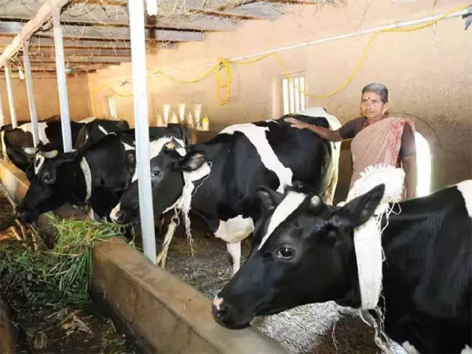 'Loans up to 1.5 Lakhs will be available from Pashu Kisan Credit Card | 'पशु किसान क्रेडिट कार्ड मधून मिळणार दीड लाखापर्यंत कर्ज 'Loans up to 1.5 Lakhs will be available from Pashu Kisan Credit Card | 'पशु किसान क्रेडिट कार्ड मधून मिळणार दीड लाखापर्यंत कर्ज