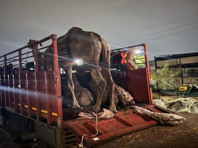 Cruelly captured two camel traffickers Action of Sinhagad Road Police | निर्दयीपणे उंटांची वाहतूक करणाऱ्या दोघांना पकडले; सिंहगड रोड पोलिसांची कारवाई Cruelly captured two camel traffickers Action of Sinhagad Road Police | निर्दयीपणे उंटांची वाहतूक करणाऱ्या दोघांना पकडले; सिंहगड रोड पोलिसांची कारवाई