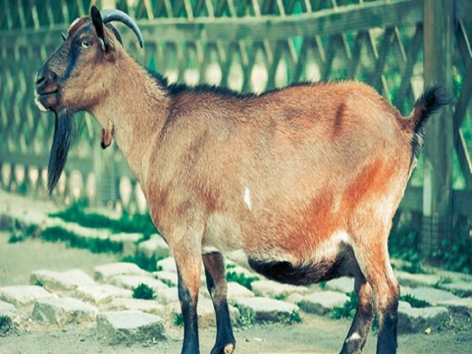 Whether the government will pass a law banning animal sacrifice Question by Kalyan Gangwal | पशूबळी बंदीचा कायदा सरकार करणार की नाही; डॉ. कल्याण गंगवाल यांचा सवाल Whether the government will pass a law banning animal sacrifice Question by Kalyan Gangwal | पशूबळी बंदीचा कायदा सरकार करणार की नाही; डॉ. कल्याण गंगवाल यांचा सवाल