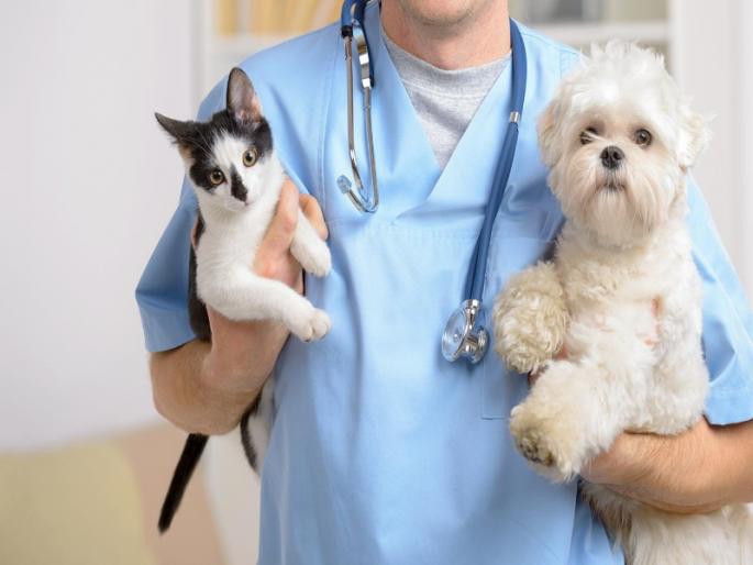 Health harmful project on us Citizens of area protest against animal hospital in Pune | आरोग्यास हानिकारक प्रकल्प आमच्याच माथी का? पुण्यात प्राण्यांच्या हॉस्पिटलला 'त्या' भागातील नागरिकांचा विरोध Health harmful project on us Citizens of area protest against animal hospital in Pune | आरोग्यास हानिकारक प्रकल्प आमच्याच माथी का? पुण्यात प्राण्यांच्या हॉस्पिटलला 'त्या' भागातील नागरिकांचा विरोध
