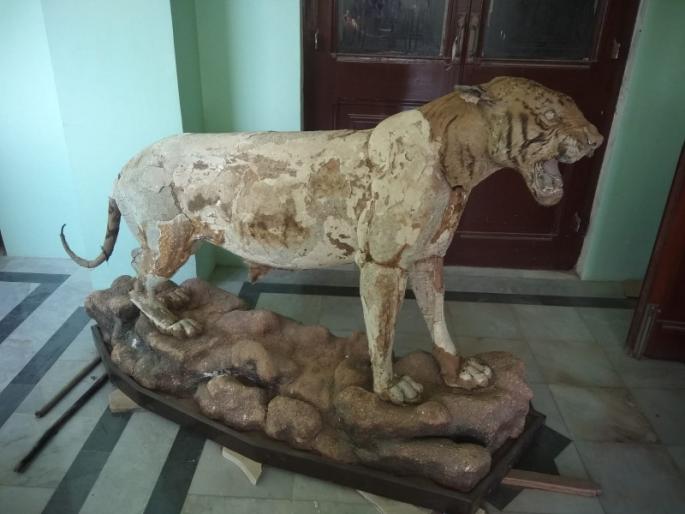 Even after death the animal can be seen for 100 years Know the feature of art | World Wildlife Day: मृत्यूनंतरही प्राण्याला तब्बल १०० वर्षे पाहता येणार; जाणून घ्या 'या' कलेचं वैशिष्ट्य Even after death the animal can be seen for 100 years Know the feature of art | World Wildlife Day: मृत्यूनंतरही प्राण्याला तब्बल १०० वर्षे पाहता येणार; जाणून घ्या 'या' कलेचं वैशिष्ट्य