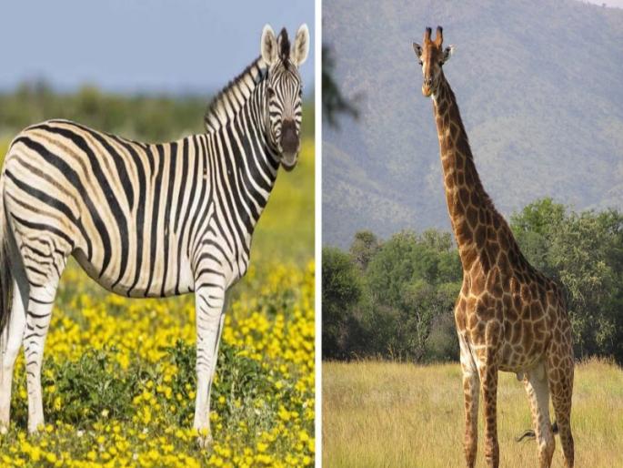 Pune residents will see zebras in a year and giraffes will arrive in two years | पुणेकरांना वर्षभरात झेब्राचे दर्शन अन् दोन वर्षात होणार जिराफचे आगमन Pune residents will see zebras in a year and giraffes will arrive in two years | पुणेकरांना वर्षभरात झेब्राचे दर्शन अन् दोन वर्षात होणार जिराफचे आगमन