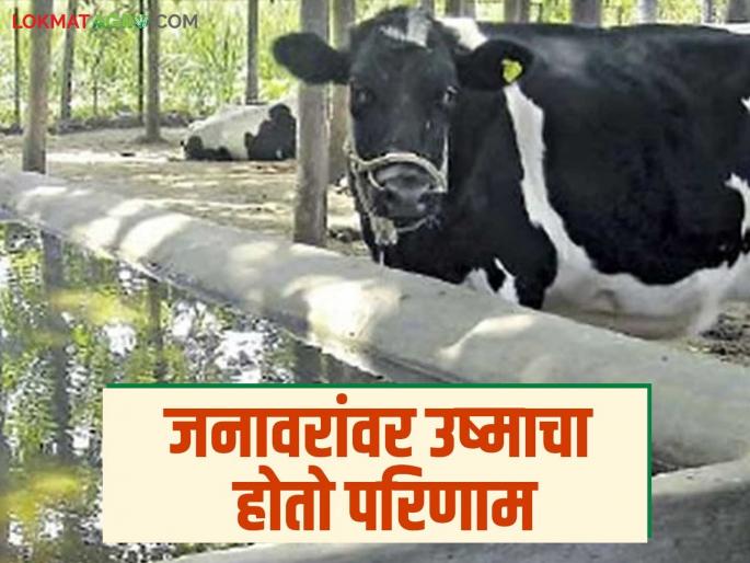 Animal Care Tips: How to protect livestock from heat; Know the measures in detail | Animal Care Tips: पशुधनाचा उष्मापासून कसा कराल बचाव; जाणून घ्या उपाययोजना सविस्तर