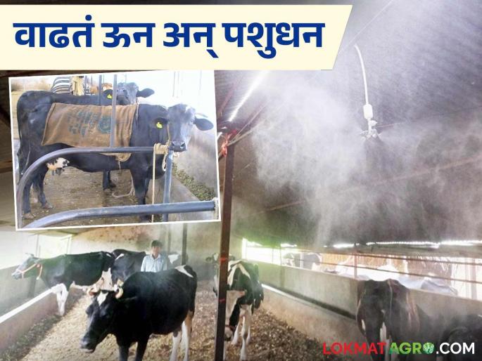 Animal Care Tips: latest news Protect animals from the scorching heat of the sun; Animal Husbandry Department has given advice. Read in detail | Animal Care Tips: उन्हाच्या लाहीलाहीपासून जनावरांचे करा संरक्षण; पशुसंवर्धन विभागाने दिला सल्ला वाचा सविस्तर