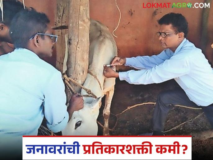 latest news Animal Care Tips: Low immunity of animals; Vaccination and cleanliness are the only solutions | Animal Care Tips : जनावरांची प्रतिकारशक्ती कमी; लसीकरण आणि स्वच्छता हाच उपाय