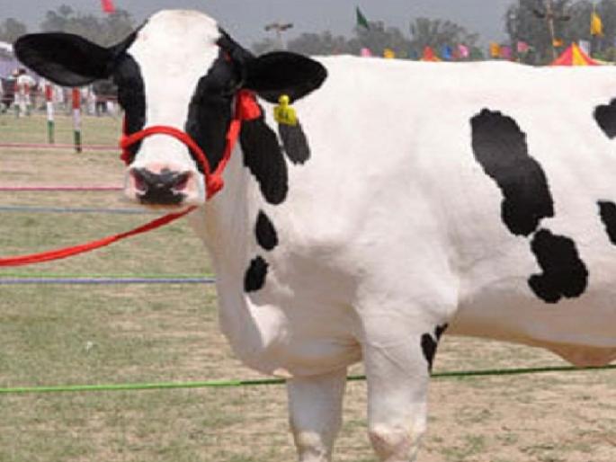 Administration of Animal Husbandry in the state under one roof; Animal husbandry department of Zilla Parishad closed | राज्यातील ‘पशुसंवर्धन’चा कारभार एकाच छताखाली; जिल्हा परिषदेतील पशुसंवर्धन विभाग बंद 