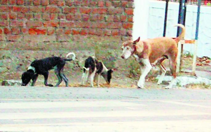 Finally the dogs will be sterilized | अखेर मोक ाट कुत्र्यांवर होणार नसबंदी Finally the dogs will be sterilized | अखेर मोक ाट कुत्र्यांवर होणार नसबंदी