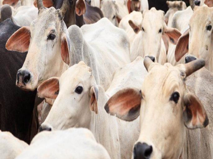 11 lakh animals registered in the district; Animal census completed in 1900 villages | पशुगणनेसाठी १५ दिवसांची मुदतवाढ, सातारा जिल्ह्यात किती जनावरे.. जाणून घ्या 11 lakh animals registered in the district; Animal census completed in 1900 villages | पशुगणनेसाठी १५ दिवसांची मुदतवाढ, सातारा जिल्ह्यात किती जनावरे.. जाणून घ्या