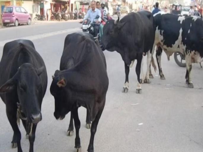 Livestock census also includes stray animals, information collected in digital form | पशुगणनेत भटक्या प्राण्यांचाही समावेश, डिजिटल स्वरूपात माहिती संकलित Livestock census also includes stray animals, information collected in digital form | पशुगणनेत भटक्या प्राण्यांचाही समावेश, डिजिटल स्वरूपात माहिती संकलित