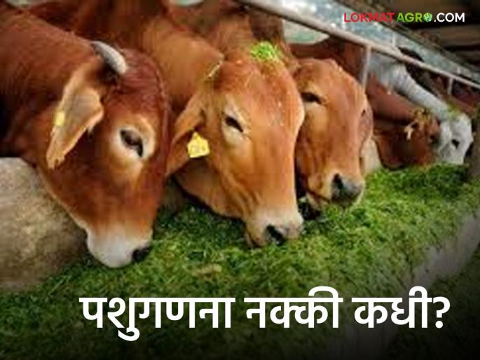 Animal Livestock census: Enumerators, supervisors appointed for livestock census; But when will get user id and password? | Animal Livestock census : पशुगणनेसाठी प्रगणक, पर्यवेक्षक नेमले; पण युजर आयडी व पासवर्ड मिळणार तरी कधी? Animal Livestock census: Enumerators, supervisors appointed for livestock census; But when will get user id and password? | Animal Livestock census : पशुगणनेसाठी प्रगणक, पर्यवेक्षक नेमले; पण युजर आयडी व पासवर्ड मिळणार तरी कधी?