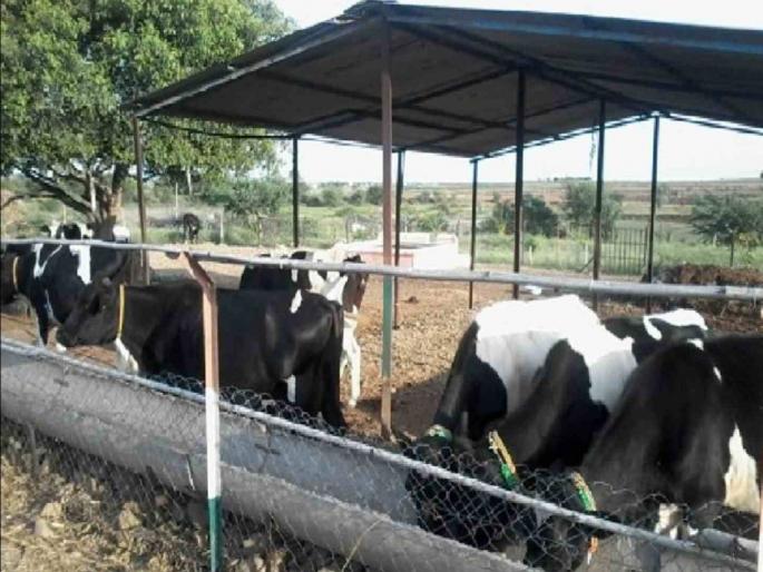 Many have their eyes on the stalls owned by the state animal husbandry department | अन्वयार्थ : पशुसंवर्धन विभागाच्या मालमत्ता खरंच जादा 'दूध' देतात? Many have their eyes on the stalls owned by the state animal husbandry department | अन्वयार्थ : पशुसंवर्धन विभागाच्या मालमत्ता खरंच जादा 'दूध' देतात?