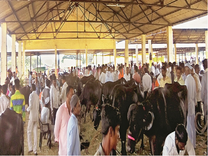 Animal market in Latur will remain closed due to Lumpy Skin Disease outbreak | लंपी स्किन डिसीजच्या प्रादुर्भावामुळे लातूरचा जनावराचा बाजार बंद राहणार Animal market in Latur will remain closed due to Lumpy Skin Disease outbreak | लंपी स्किन डिसीजच्या प्रादुर्भावामुळे लातूरचा जनावराचा बाजार बंद राहणार