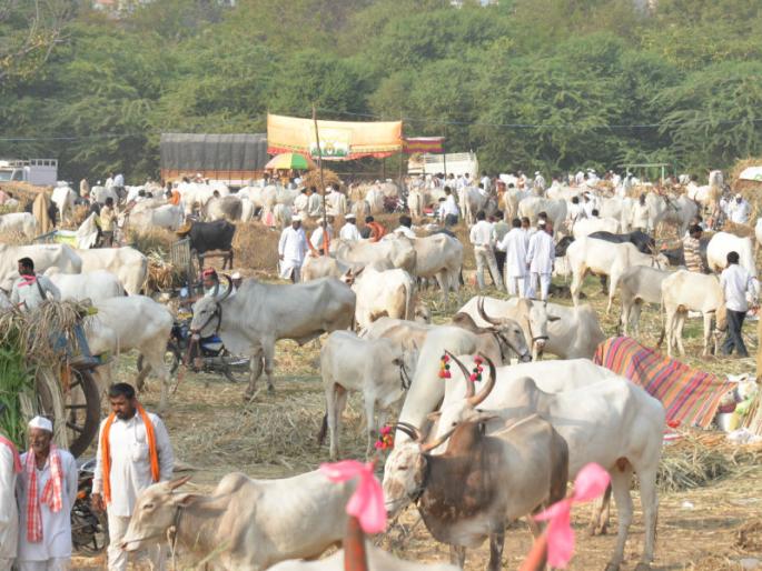 Solapur district has a problem of 11 lakh 80 thousand animals serious! | सोलापूर जिल्ह्यातील ११ लाख ८0 हजार जनावरांच्या चाºयाचा प्रश्न गंभीर ! Solapur district has a problem of 11 lakh 80 thousand animals serious! | सोलापूर जिल्ह्यातील ११ लाख ८0 हजार जनावरांच्या चाºयाचा प्रश्न गंभीर !
