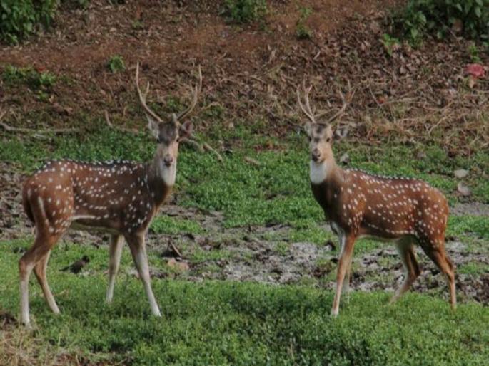 Animal census at sanctuary canceled due to rain and cloudy weather But it will happen to Bhimashankar | पाऊस आणि ढगाळ वातावरणामुळे वन क्षेत्रातील प्राणीगणना रद्द; मात्र भीमाशंकर अभयारण्यातील होणार Animal census at sanctuary canceled due to rain and cloudy weather But it will happen to Bhimashankar | पाऊस आणि ढगाळ वातावरणामुळे वन क्षेत्रातील प्राणीगणना रद्द; मात्र भीमाशंकर अभयारण्यातील होणार