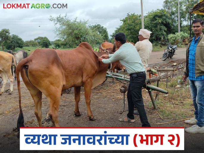 latest news Lumpy Skin Disease: Vaccination complete… Still at risk of lumpy skin? What exactly is the reason? Read in detail | Lumpy Skin Disease : लसीकरण पूर्ण… तरीही लंपीचा धोका? नेमकं काय आहे कारण वाचा सविस्तर latest news Lumpy Skin Disease: Vaccination complete… Still at risk of lumpy skin? What exactly is the reason? Read in detail | Lumpy Skin Disease : लसीकरण पूर्ण… तरीही लंपीचा धोका? नेमकं काय आहे कारण वाचा सविस्तर