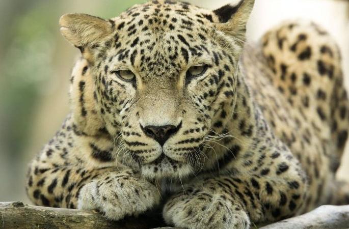 Leopard roaming in Videocon Company area on Nagpur-Chandrapur route | नागपूर-चंद्रपूर मार्गावरील व्हिडीओकॉन कंपनी परिसरात बिबट्याचा वावर