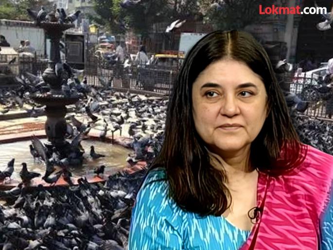 Maneka Gandhi expresses confidence that pigeon houses in Mumbai will open soon | 'कुबतरांमुळे जगात एकही मृत्यू नाही'; मनेका गांधी म्हणाल्या, "मुंबईतील कबुतरखाने लवकरच सुरु होतील" Maneka Gandhi expresses confidence that pigeon houses in Mumbai will open soon | 'कुबतरांमुळे जगात एकही मृत्यू नाही'; मनेका गांधी म्हणाल्या, "मुंबईतील कबुतरखाने लवकरच सुरु होतील"