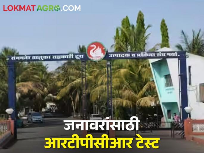 Latest News Diagnosis of animal diseases in four hours through RT-PCR test by sangamner milk project | जनावरांमधील आजारांचे चार तासात होणार निदान, संगमेनर दूध संघाचा प्रयोग Latest News Diagnosis of animal diseases in four hours through RT-PCR test by sangamner milk project | जनावरांमधील आजारांचे चार तासात होणार निदान, संगमेनर दूध संघाचा प्रयोग